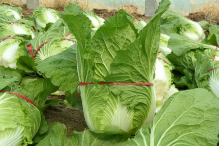 大(dà)白(bái)菜