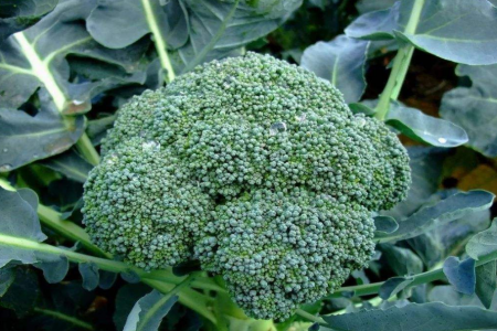 西(xī)蘭花(huā)